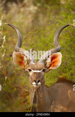 Greater kudu, Tragelaphus strepsiceros, bell'antilope con corna a spirale. Animale nell'habitat verde dei prati, delta dell'Okavango, Moremi, Botswana. Modello KU Foto Stock