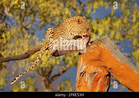 Leopardo che alimenta cattura sull'albero. Comportamento di uccisione degli animali in Africa. Gatto selvatico con carcassa di zebra, bella luce da sera a Etosha, Namibia, Afric Foto Stock