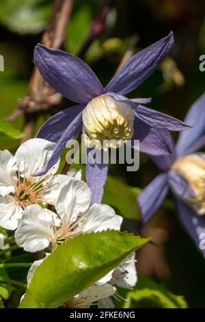 Clematis alpina pianta arbusto fiorente di primavera con un fiore rosso porpora primavera che apre da aprile a maggio, foto d'azione Foto Stock