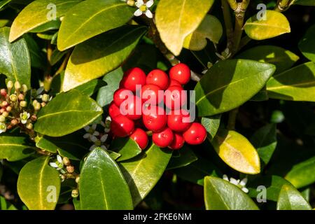 Skimmia japonica subsp reevesiana pianta di arbusti di fiori primaverili con bacche primaverili rossi, foto d'azione Foto Stock