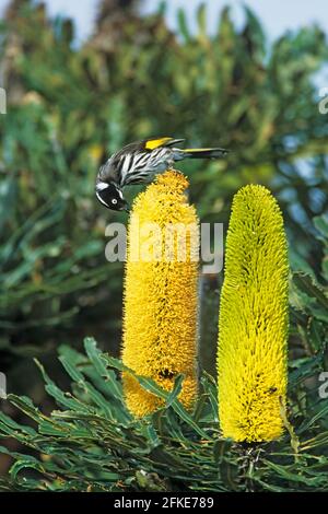 New Holland Honeyeater - alimentazione su Banksia Flower Phylidonyris novaehollandiae Riserva naturale Two Peoples Western Australia BI005746 Foto Stock