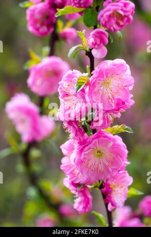 Rosa fioritura mandorla Prunus triloba arbusto Primavera fioritura Foto Stock