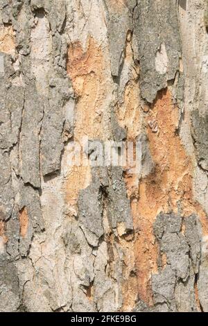 Scorza la corteccia Sycamore albero corteccia Acer pseudoplatano Foto Stock