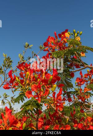 Albero di Mimosa con fiori rossi in Namibia, Africa Foto Stock