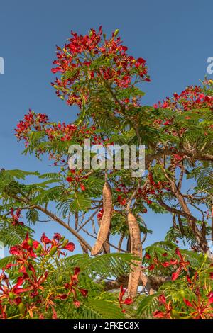 Albero di Mimosa con fiori rossi in Namibia, Africa Foto Stock