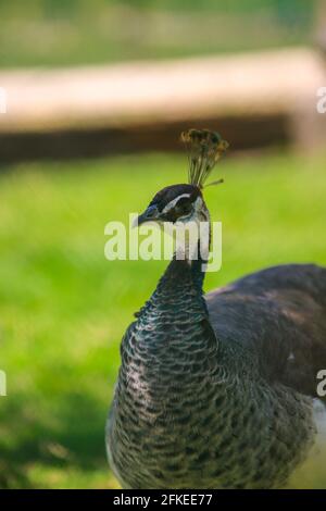 Peahen, pavone femminile nel parco Foto Stock