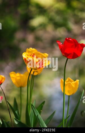 Tulipani variopinti Foto Stock