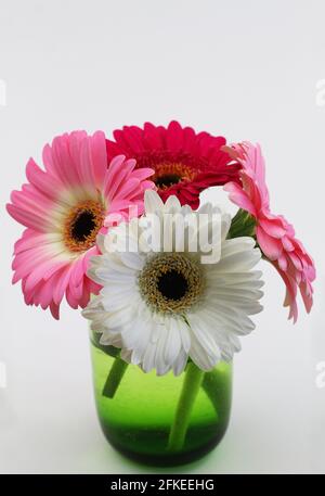 Coloratissime margherite di gerbera in vetro verde trasparente con spazio per la copia Foto Stock