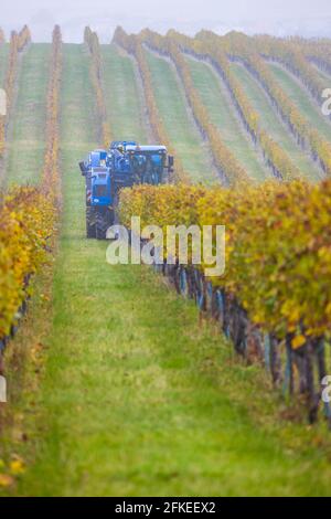 Raccolta di uve con una mietitrebbia, Moravia meridionale, Repubblica Ceca Foto Stock