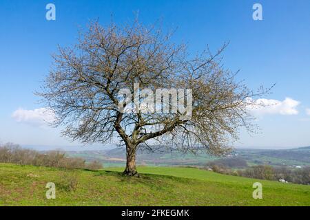 Ciliegio, ciliegio dolce Prunus avium albero in primavera paese Foto Stock