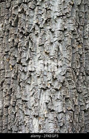 Olmo bianco europeo, olmo fluttering, olmo spargimento, maestosa corteccia di olmo Ulmus laevis Foto Stock