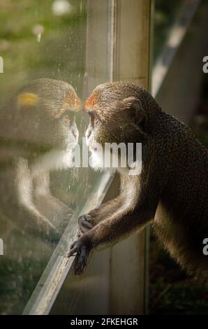 Animali dello zoo di Blackpool Foto Stock