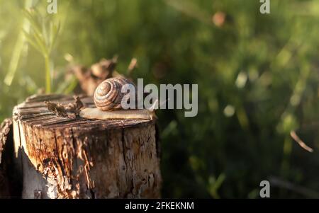 Grande lumaca in una conchiglia strisciata su un moncone, mattina di primavera in giardino Foto Stock