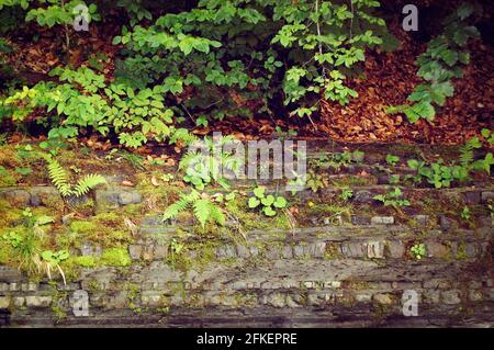 Piante diverse crescono su rocce con foglie e muschio caduti, scure Foto Stock