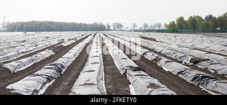 Campo di asparagi con file ricoperte di plastica Foto Stock