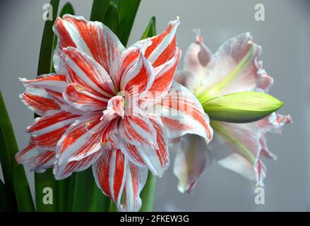 Pink and White Striped Double Flower Hippeastrum 'Dancing Queen' (Amaryllis) Casa di produzione in Vase, Foto Stock