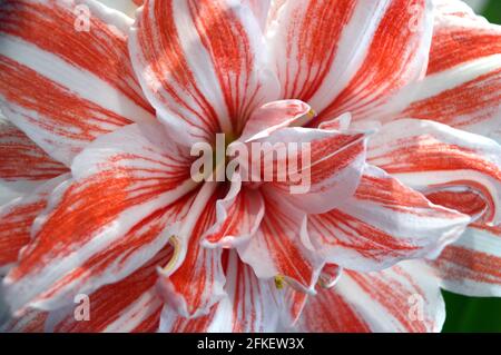 Pink and White Striped Double Flower Hippeastrum 'Dancing Queen' (Amaryllis) Casa di produzione in Vase, Foto Stock