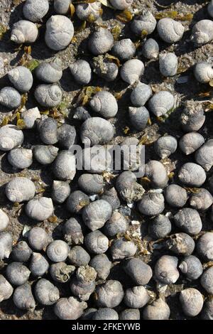 Periwinkles comune (Littorina littorea) sulla costa di Hilbre Island, Dee Estuary, il Wirral, Regno Unito Foto Stock