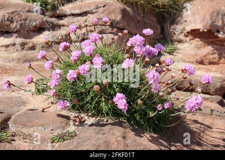 Sea Thrift Armeria maritima sull'isola di Hilbre, estuario del Dee, il Wirral, Regno Unito Foto Stock