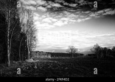 Campo con erba verde e alberi in lontananza in primavera in tempo soleggiato, cielo blu con nuvole bianche sul campo. Versione in bianco e nero. Foto Stock