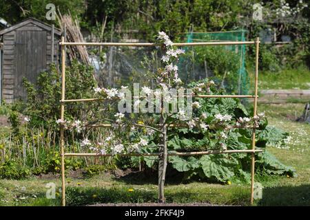 Cordon mela albero con cane telaio sostegno formazione UK Foto Stock