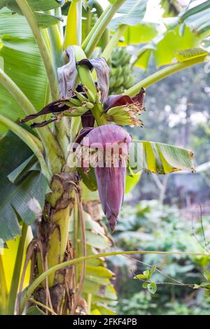 Banana fiore con un mazzo di banana giovane che cresce sopra l'albero vicino nel villaggio Foto Stock
