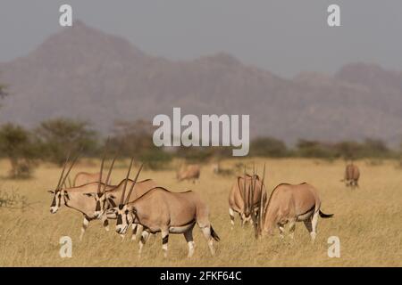 Beisa Oryx nel Parco Nazionale di Awash, Etiopia Foto Stock