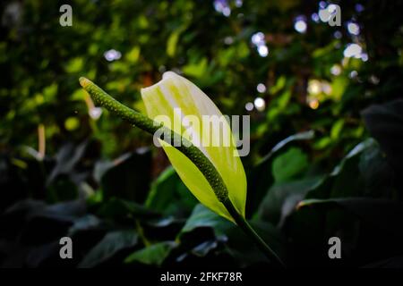 Bianco anthurium flamingo fiore a fuoco con verde e bianco foglie riprese dall'angolo superiore Foto Stock