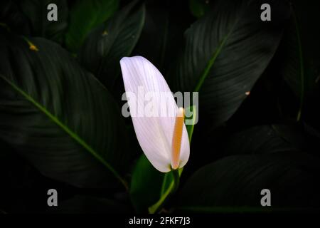 Bianco anthurium flamingo fiore a fuoco con verde e bianco foglie riprese dall'angolo superiore Foto Stock