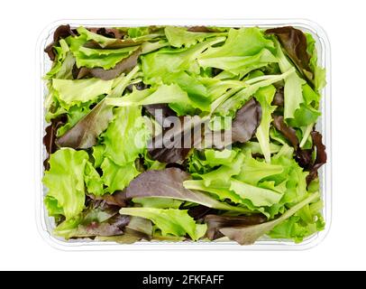 Lattuga a foglia sciolta appena raccolta, lattuga in puck rossa e verde, in un contenitore di plastica, dall'alto. Lattuga a scelta o a foglia di pane, utilizzata per le insalate. Foto Stock