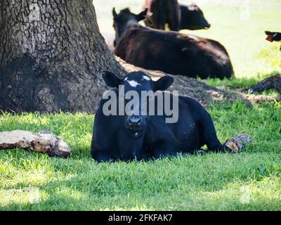 Colpo di una mucca nera che giace a terra Foto Stock
