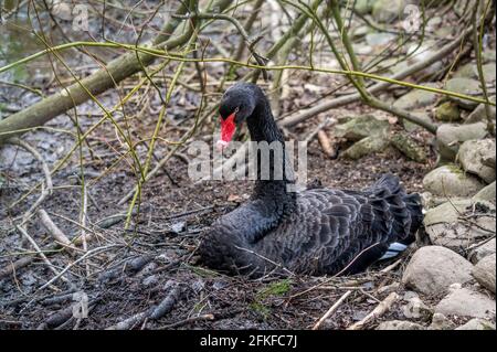 Un cigno muto nelle uova da cova nido in primavera. Cygnus in ambiente naturale. Bellezza in natura. Losanna, Svizzera. Foto Stock