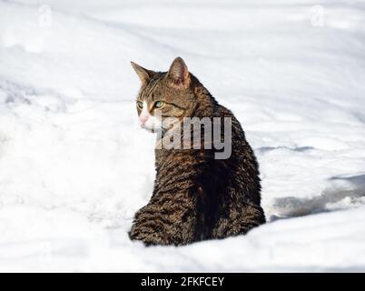 Gatto a righe con occhi verdi seduto nella neve Foto Stock