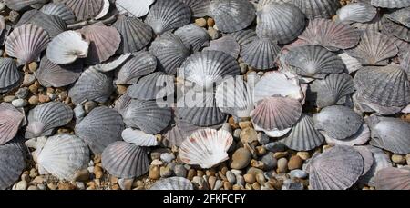 Sfondo marino di vecchie conchiglie di cuoio capelluto grigio sulla spiaggia di ciottoli Foto Stock