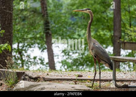 Grande airone blu (Ardea herodias) godendo della vista del lungomare da un campeggio sul lago presso il campeggio Stone Mountain Park Campground vicino Atlanta, Georgia. (STATI UNITI) Foto Stock