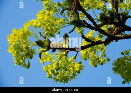 Polline d'acero norvegese Acer platanoides Foto Stock