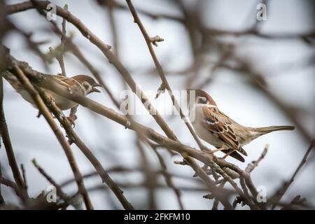 Un paio di passeri di alberi eurasiatici in rami (Passer montanus) Foto Stock