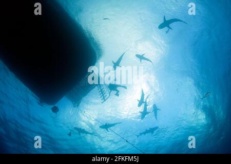 Molti squali contro la superficie, con il Diver al centro, visto dal basso. Tiger Beach, Bahamas Foto Stock