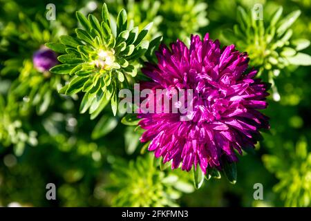 Porpora Aster fiore nel giardino su un Bush Foto Stock