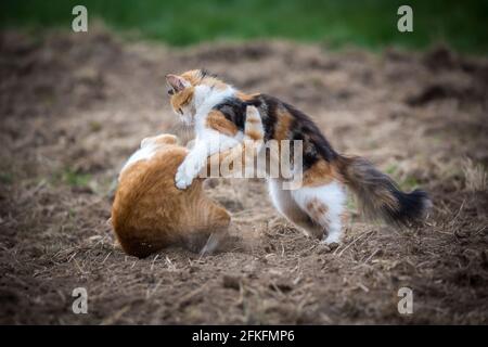 Due gatti giocare insieme Foto Stock