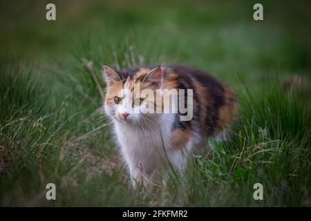 Tortoiseshell topi femmina di caccia al gatto Foto Stock