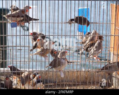 I parrocchetti o gli uccelli del parakeet in una gabbia per la vendita sopra un mercato degli animali con sfondo oceanico Foto Stock