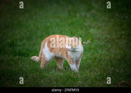 Tabby rosso tom-Cat sul prato Foto Stock