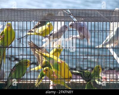 I parrocchetti o gli uccelli del parakeet in una gabbia per la vendita sopra un mercato degli animali con sfondo oceanico Foto Stock