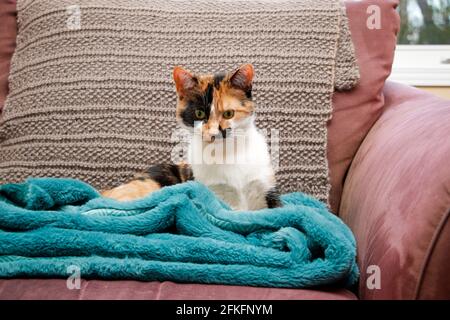 Calico gattino alzandosi dal suo pisolino sul divano Foto Stock