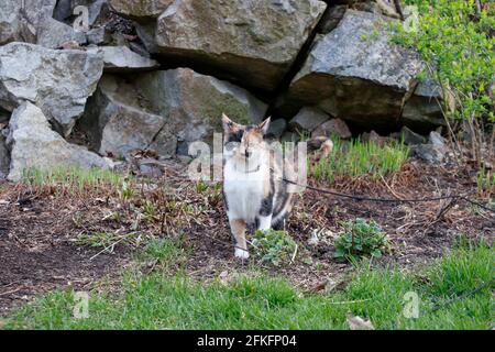 Calico gattino in un giardino in primavera - aspetto divertente sul suo volto mentre cammina verso la fotocamera con orecchie di aeroplano e un po 'di stinkface Foto Stock