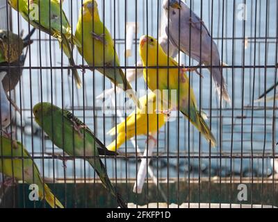 I parrocchetti o gli uccelli del parakeet in una gabbia per la vendita sopra un mercato degli animali con sfondo oceanico Foto Stock