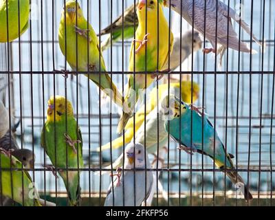 I parrocchetti o gli uccelli del parakeet in una gabbia per la vendita sopra un mercato degli animali con sfondo oceanico Foto Stock