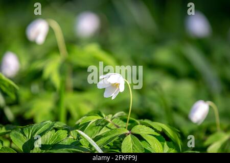 Legno Anemone fiori nella luce del primo mattino Foto Stock