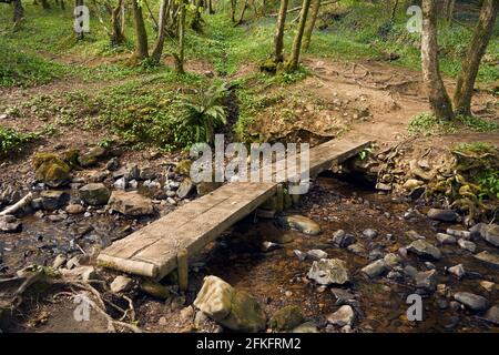L'antica riserva naturale boschiva Coed y Bedw in primavera, Galles del Sud Foto Stock